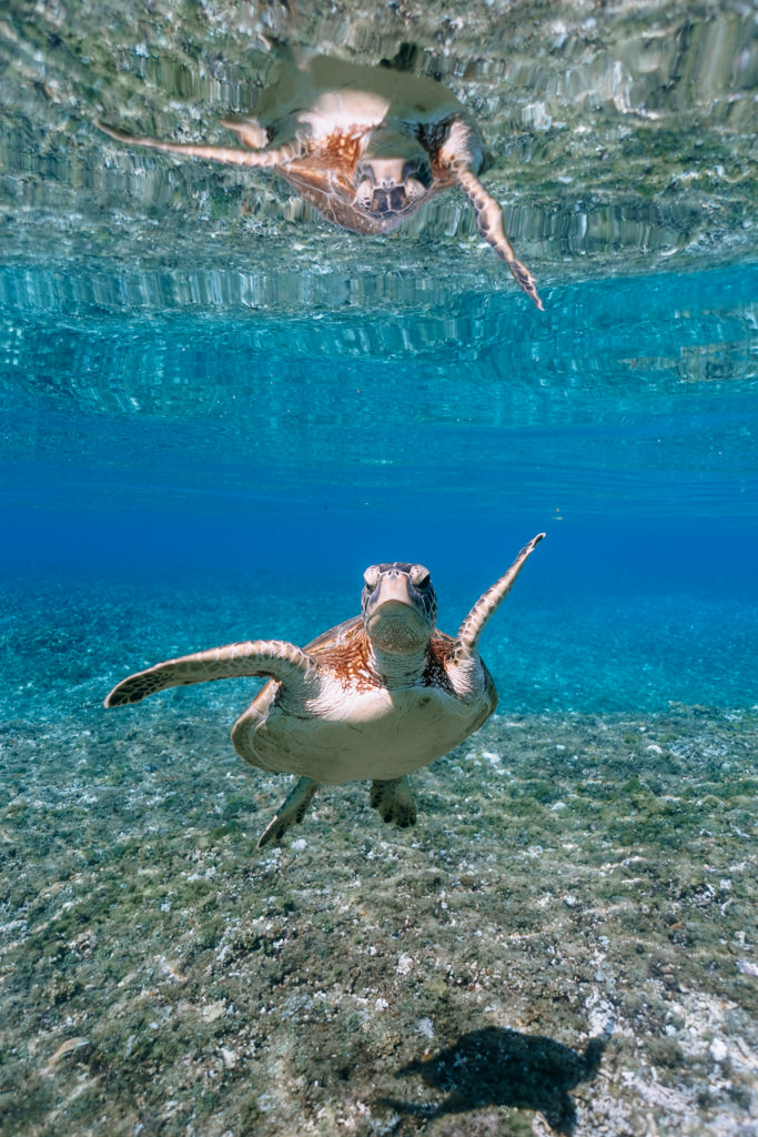 Green sea turtle in clear tropical water, Iriomote Island, Okinawa, Japan