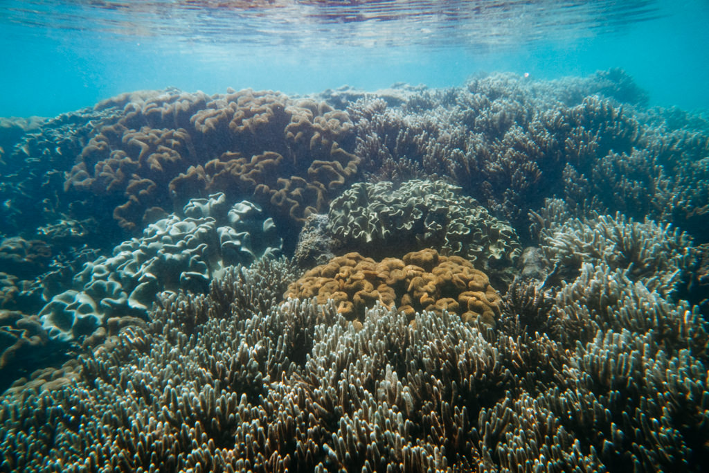Healthy coral reef of Kikai Island, Amami, Kagoshima, Japan