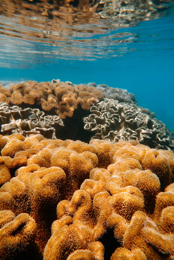 Healthy coral of Kikaijima, Amami Islands, Kagoshima, Japan
