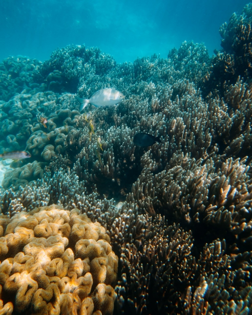 Snorkeling over coral of Kikaijima, Amami Islands, Kagoshima, Japan