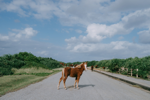 Wild horses on Yonaguni Island, Okinawa, Japan