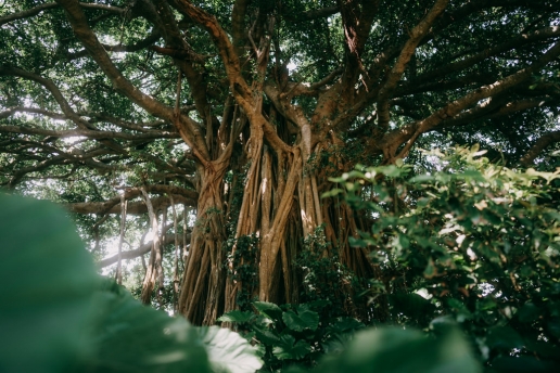Giant banyan tree, Kikai Island, Kagoshima, Japan