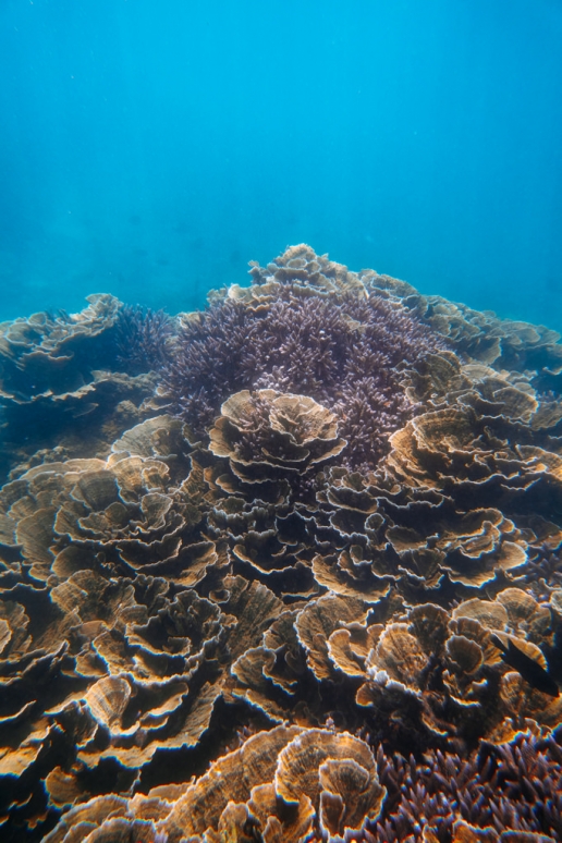 Snorkeling over pristine coral reef, Kikaijima, Amami Islands, Kagoshima, Japan