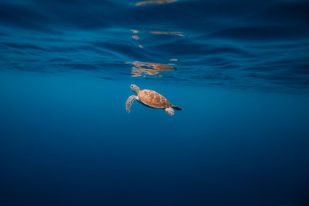 Snorkeling with sea turtle, Ishigaki Island, Japan