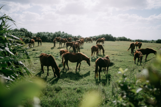 Wild horses on Yonaguni Island, Okinawa, Japan