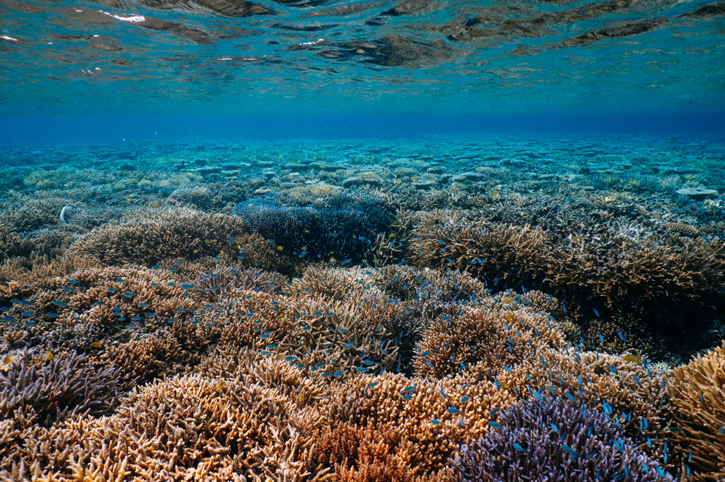 Healthy coral reefs of Iriomote Island, Okinawa, Japan