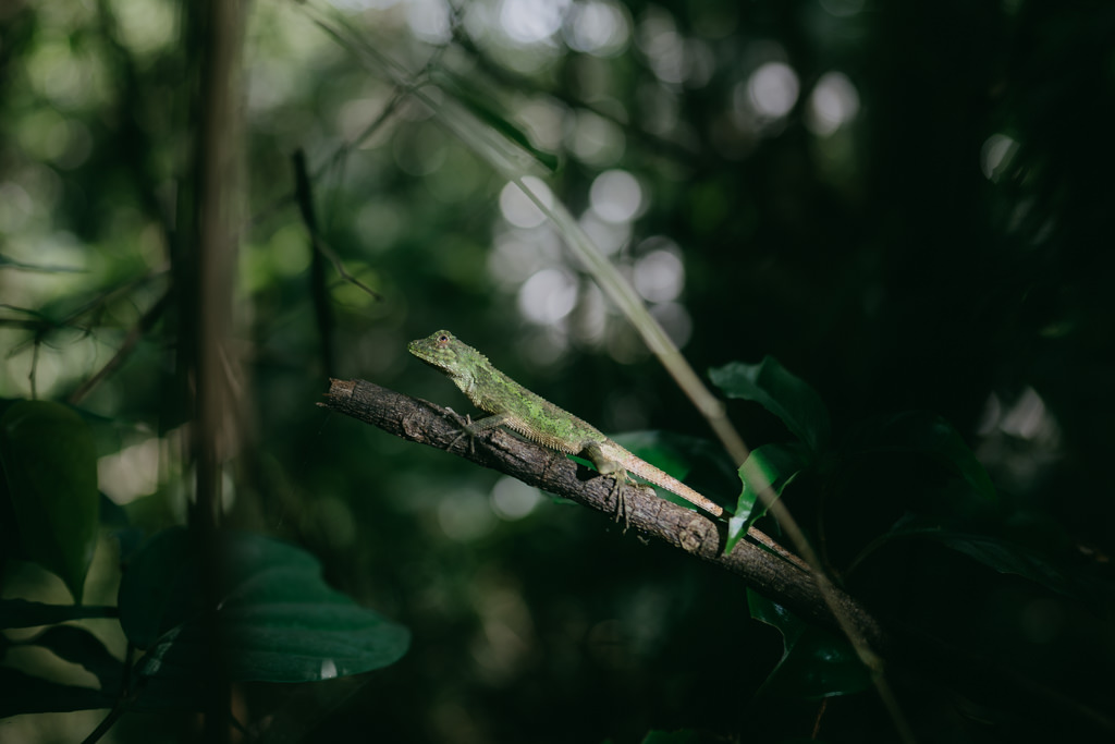 Okinawa Tree Lizard in subtropical rainforest, Tokunoshima of Amami Islands, Kagoshima, Japan