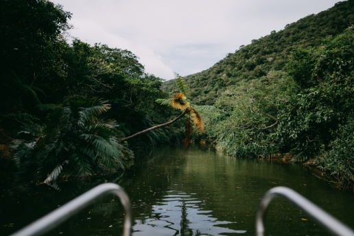 Mangrove river cruise on Iriomote Island, Okinawa, Japan