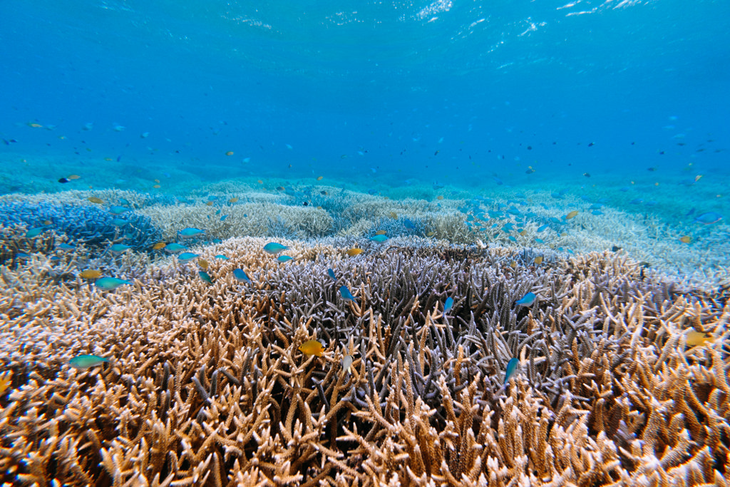 Healthy coral reef, Iriomote Island, Okinawa, Japan