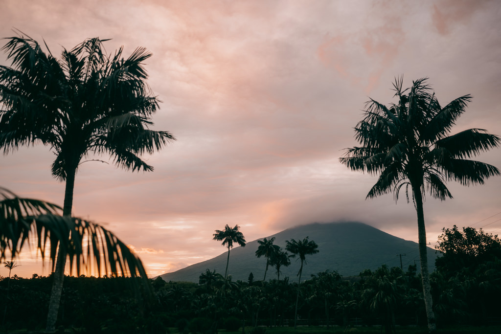 Hachijo Island of Tokyo with Kentia palm trees