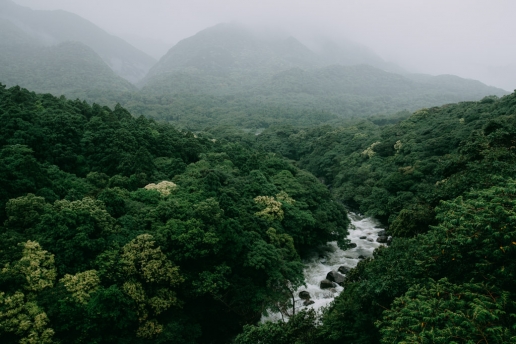 Yakushima evergreen forest, Japan