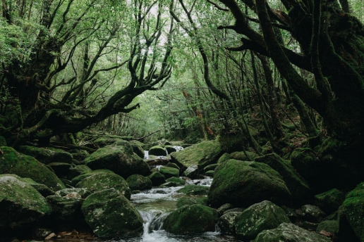 Shiratani Unsui Gorge hike, Yakushima, Japan