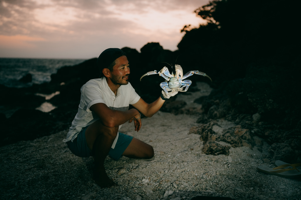 Coconut crab in southern Japan