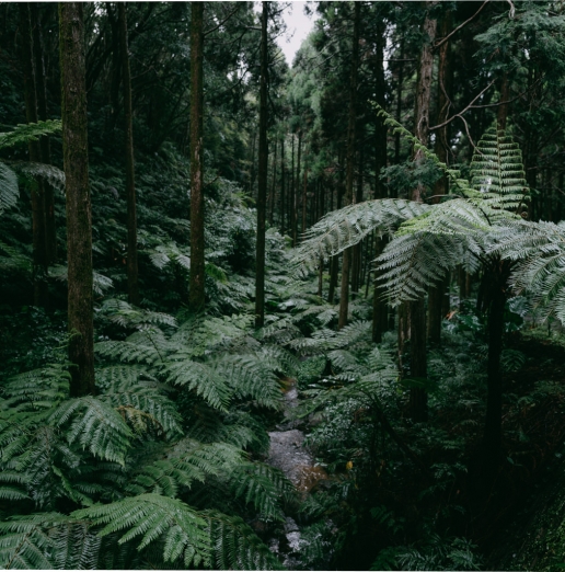 Tree fern rainforest of Tanegashima Island, Kagoshima, Japan