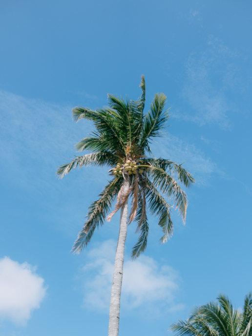 Coconut palm, Minami Daito Island, Okinawa, Japan