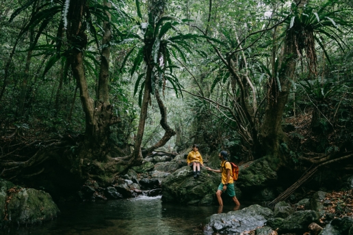 Subtropical rainforest of Amami Oshima Island, Kagoshima, Japan