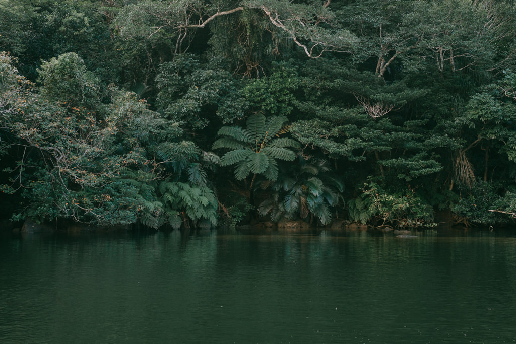 Jungle river in Japan, Iriomote Island, Okinawa