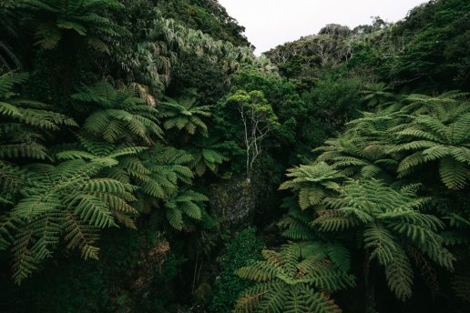 Tokyo island jungle, Hachijo-jima, Izu Seven Islands, Japan