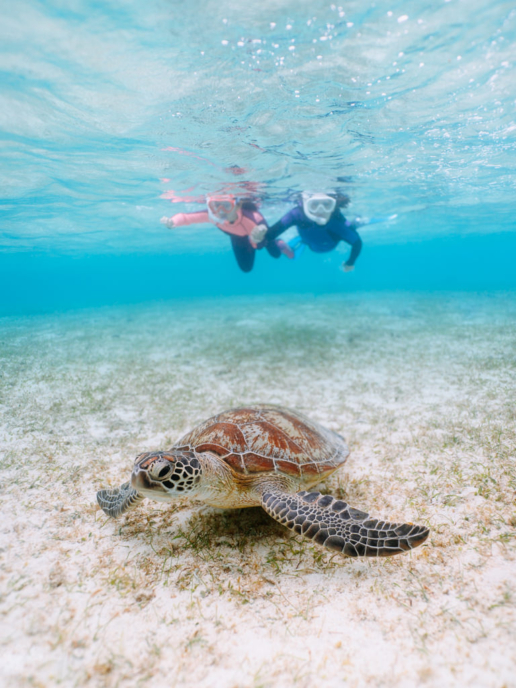 Snorkeling with sea turtle, Miyako Island, Okinawa, Japan