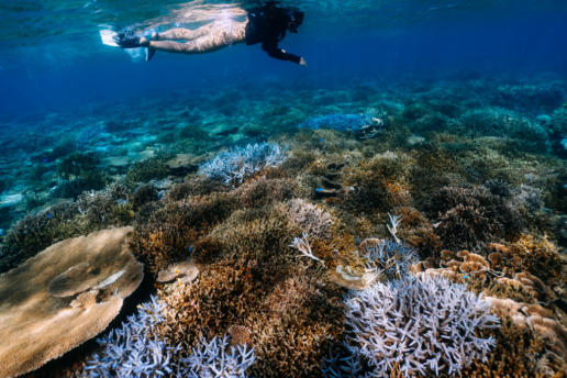Off-the-beach snorkeling over coral reef, Okinawa Main Island, Japan