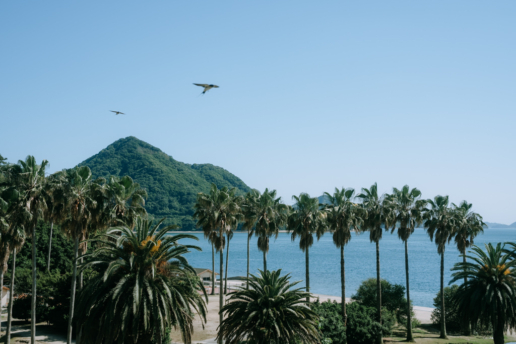 Rabbit Island, Okunoshima of Hiroshima, Japan