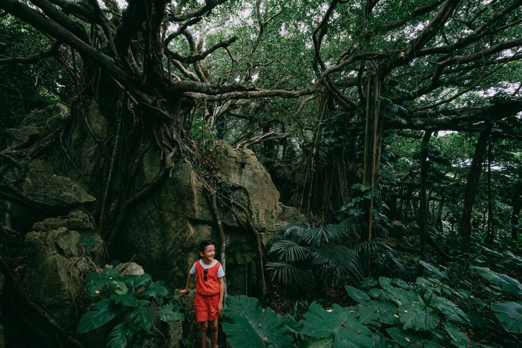 Banyan tree jungle on Kohama Island of Yaeyama Islands, Okinawa, Japan
