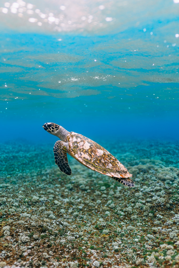 Hawksbill sea turtle in clear tropical water, Iriomote Island, Okinawa, Japan