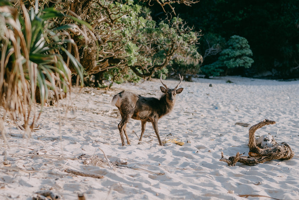 Kerama deer on beach, Aka Island