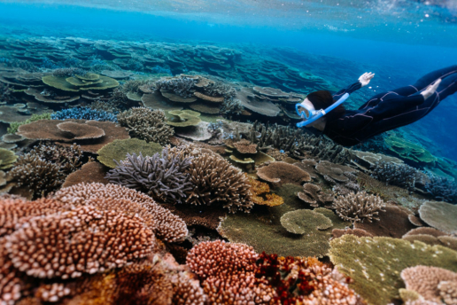 Snorkeling over healthy coral reef of Japan, Iriomote Island, Okinawa