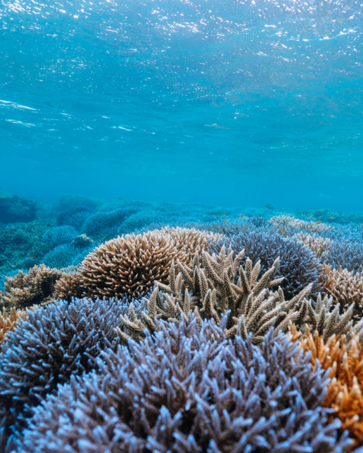 Beautiful coral reef around Kohama Island of Yaeyama Islands, Okinawa, Japan