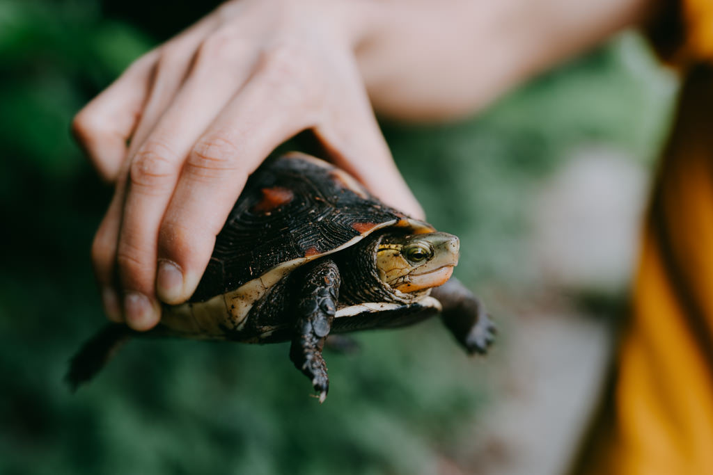 Yaeyama Box Turtle, Iriomote Island, Japan