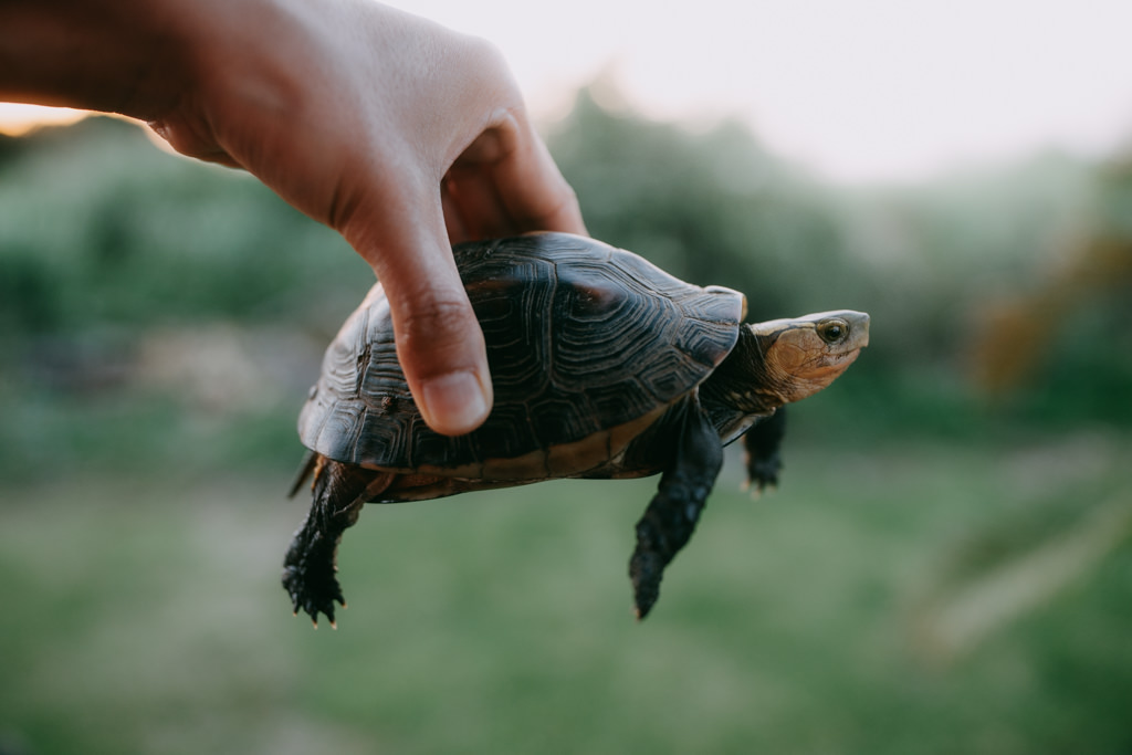 Yaeyama Box Turtle, Ishigaki, Japan