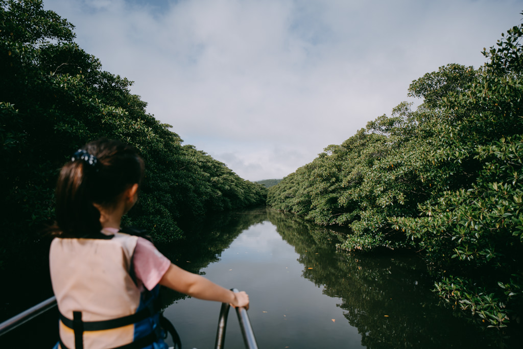Mangrove river on Iriomote Island, Okinawa, Japan