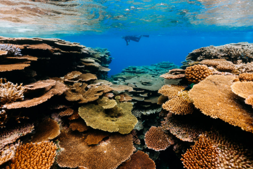 Healthy pristine coral reef of Japan, Iriomote of Yaeyama Islands, Okinawa