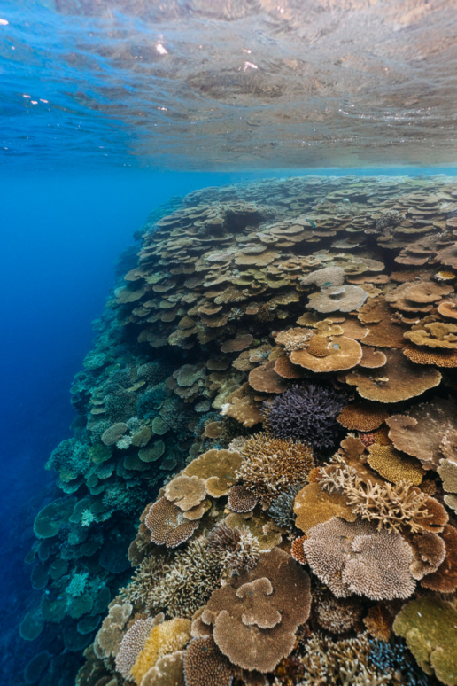 Pristine coral reef of Japan, Yaeyama Islands, Okinawa