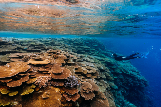Healthy coral reef of Japan, Yaeyama Islands, Okinawa