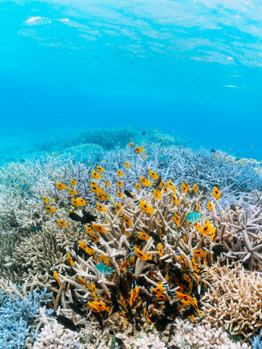 Coral reef snorkeling in clear tropical water, Iriomote Island, Okinawa, Japan