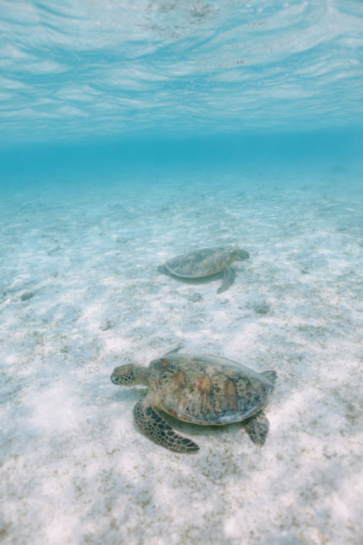 Snorkeling with sea turtles, Miyakojima, Okinawa, Japan