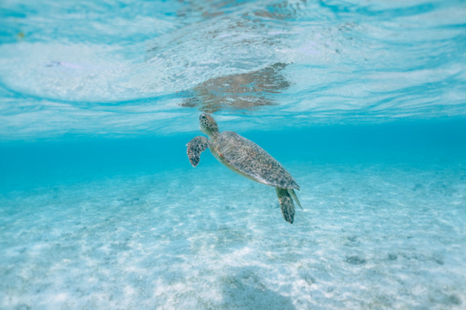 Green sea turtle, Miyako Island, Okinawa, Japan