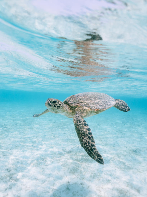 Swimming with sea turtle, Miyakojima, Okinawa, Japan