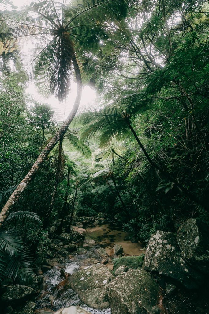Tropical Japan's jungle with tree ferns, Ishigaki Island of Yaeyama Islands, Okinawa