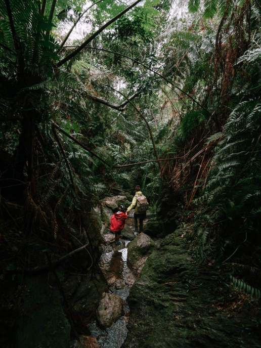 Okinawa winter hiking in jungle, Japan