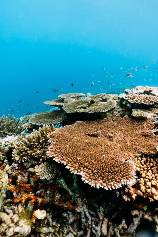 Pristine coral reef, Kohama Island of Yaeyama Islands, Okinawa, Japan