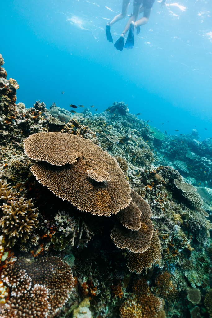 Coral reef snorkeling, Kohama Island of Yaeyama Islands, Okinawa, Japan