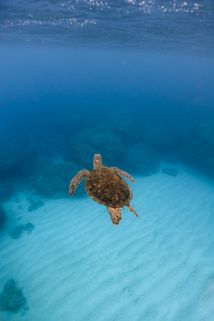 Off-the-beach snorkeling with sea turtle, Tokunoshima of Amami Islands, Kagoshima, Japan