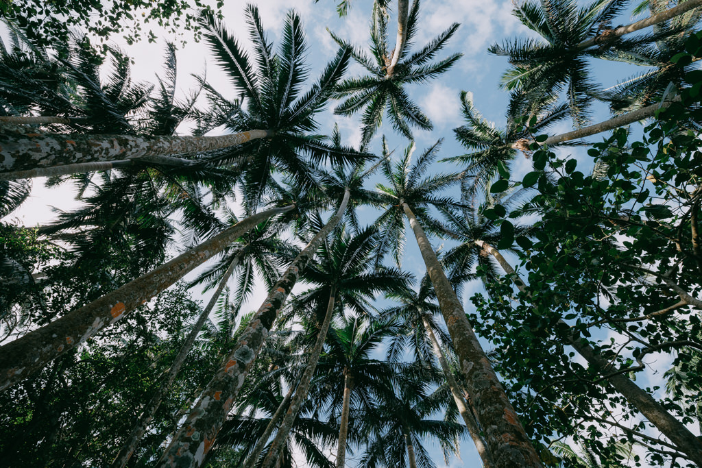 Forest of Satake Palm trees (Satakentia liukiuensis) on Ishigaki Island, Japan