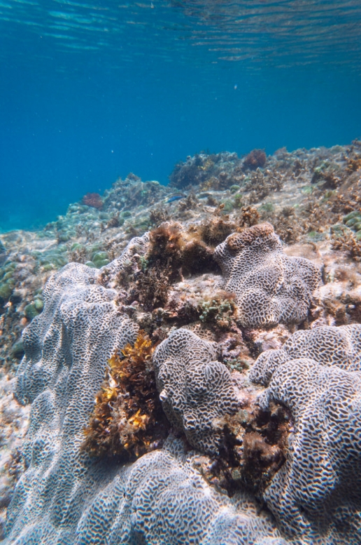 Shikine-jima snorkeling with coral, Tokyo