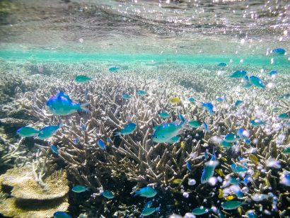 Tropical Japan's underwater with coral reef and colorful fish, Hatoma Island, Okinawa