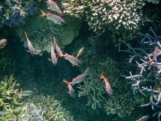 Coral reef snorkeling in tropical Japan, Hatoma Island of Yaeyama Islands, Okinawa