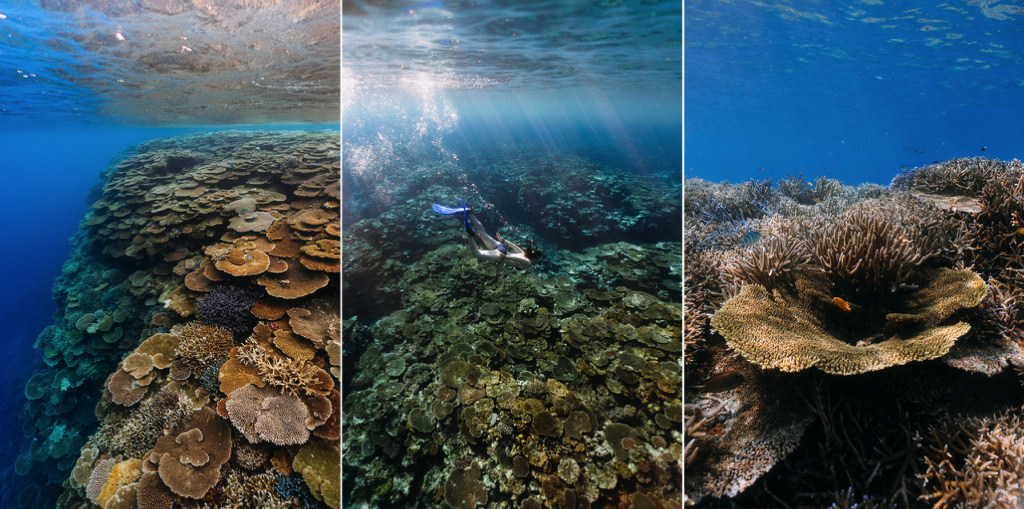 Healthy coral reefs in Japan, Yaeyama Islands, Okinawa